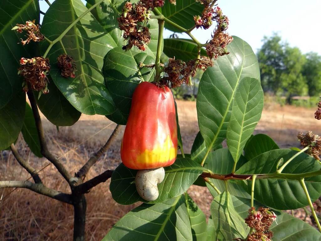 Cultivar Caju essa fruta tropical