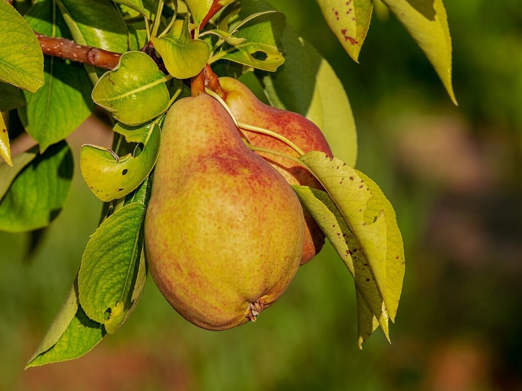 Cultivar Peras Deliciosas no Seu Quintal